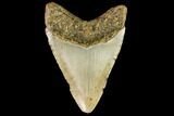 Fossil Megalodon Tooth - North Carolina #109861-2